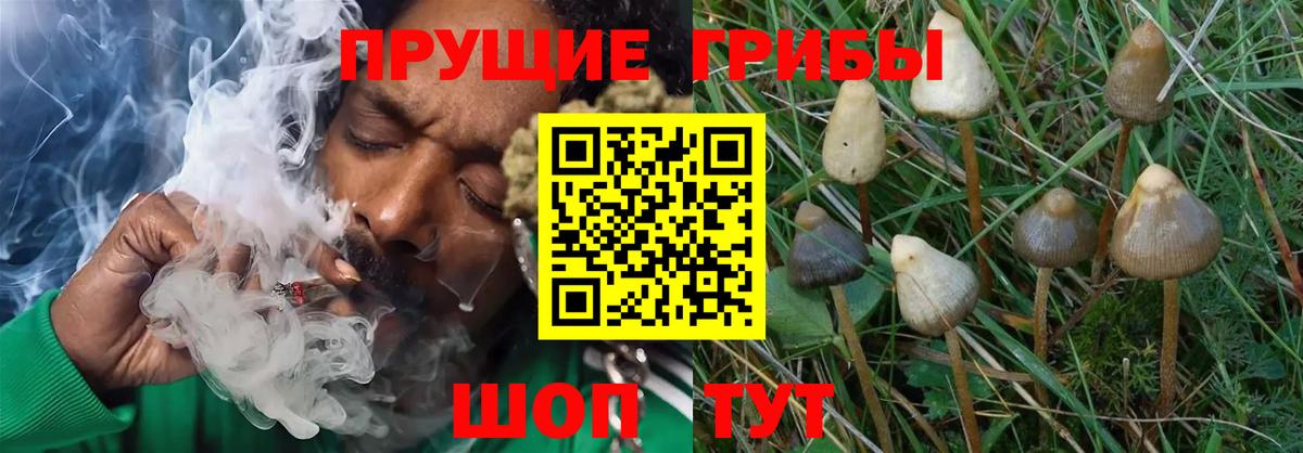 Псилоцибиновые грибы Magic Shrooms  Псилоцибиновые грибы GOLDEN TEACHER  Вход с VPN  Белая Калитва 
